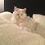 Sue Bellan's profile image