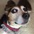Lani Cohen's profile image