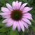 Dona LeBreck's profile image