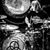 Reed Matthew Silverstein's profile image