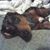 Tracy Davis's profile image