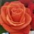 Elizabeth Annette Adams's profile image
