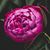 Lisa Margolis's profile image
