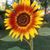 Ann Hagedorn Stroncek's profile image
