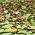 Laura Miller-Furtado's profile image