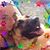 Donia Kilbourn's profile image