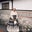 Sue Ann Hall's profile image
