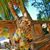 Chet Springer's profile image