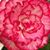 Joyce Andrews's profile image