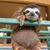 Shane D Wilson's profile image