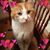 Diane Lavender's profile image