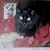 Betty Greene's profile image