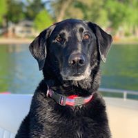 Suzie Azzarelli's profile image