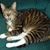 Linda Greene's profile image