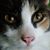 Sharon Curtis's profile image