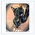 Rachel Celis's profile image