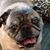 Dina Lane's profile image