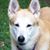 Sharon Dornetto's profile image