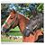 Leslie Page's profile image
