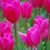 Christy Roberts Gillespie's profile image
