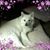 Sherise Soller's profile image