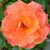 Mindy Brooks's profile image