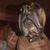 Paula Radcliff Howard's profile image