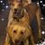 Staci Gunderud DelMastro's profile image