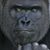 Robs Nott's profile image