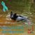 Marlee Purcey's profile image