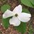 Regina Adler Seetoo's profile image
