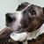 Luis De La Torre's profile image