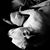 Chris Pelmore's profile image