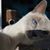 Annika Burski's profile image