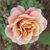 Mary Day's profile image