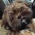 Khaji Bella's profile image