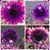 Susan Renee Roble Alexander's profile image