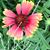 Elisa Nestler Heroux's profile image