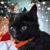 Laura Fleischer Coronado's profile image