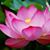 Chantal Abbott's profile image