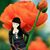 Sakura Cherry's profile image