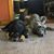 Angie Bixler's profile image