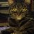 Gina Soldato's profile image