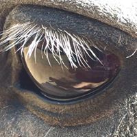 Linda Duschel Bochansky's profile image