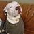 Shad Whitworth's profile image