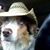 CoveredWagon Aussie's's profile image
