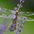 Denise Jackson Parnell's profile image