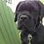 Andrew Carrano's profile image