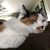 Alicia Metz Volpe's profile image