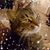 Susan C. Schanhofer Nauman's profile image
